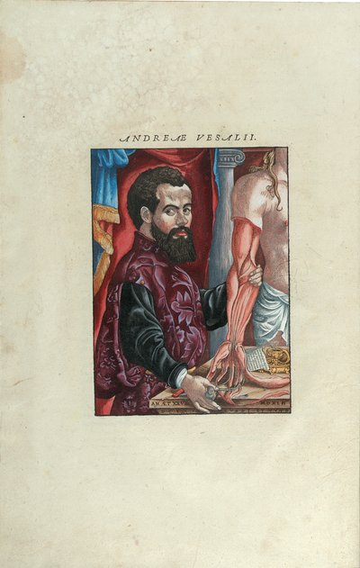 Retrato de Andreas Vesalius de 