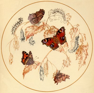 Pavo real, mariposa pequeña de concha y mariposa de coma de Vere Temple