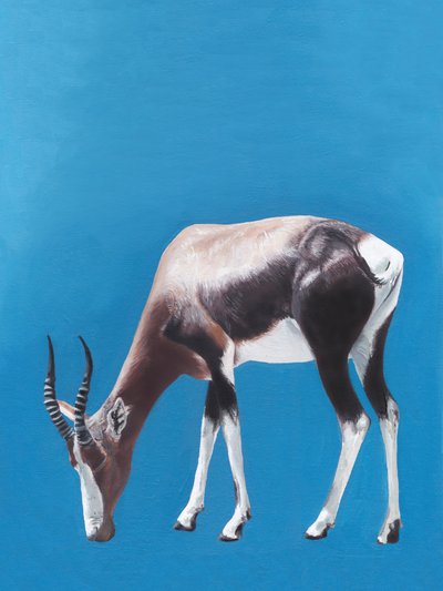 Blesbok africano pastando de Viccy Wanliss