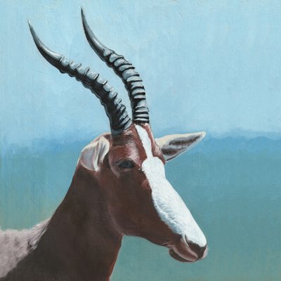 Retrato de un blesbok africano de Viccy Wanliss