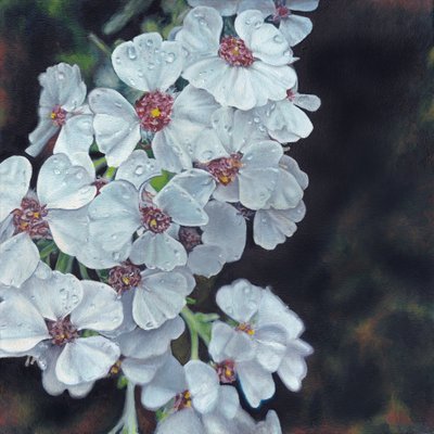 Flores blancas bañadas por el rocío de Viccy Wanliss