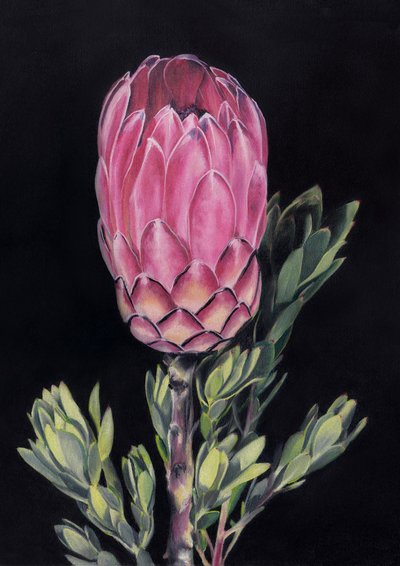 Protea rosa exótica de Viccy Wanliss