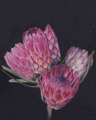 Proteas rosas exóticas de Viccy Wanliss