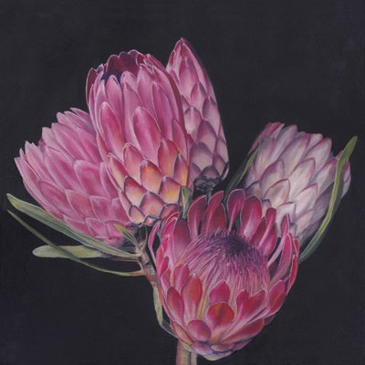 Proteas rosas exóticas de Viccy Wanliss