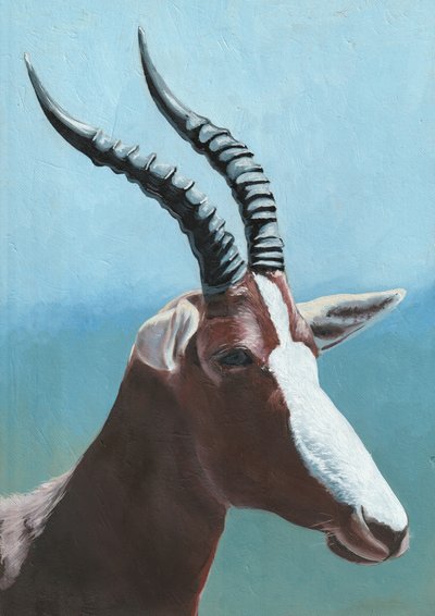 Majestuoso retrato de un blesbok de Viccy Wanliss