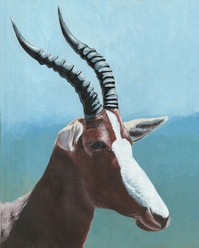 Majestuoso retrato de un blesbok de Viccy Wanliss