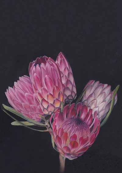 «Protea Medley», de Viccy Wanliss de Viccy Wanliss