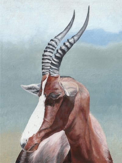 Retrato de un blesbok sereno de Viccy Wanliss