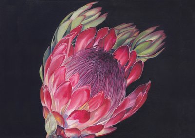 Protea real de colores vivos de Viccy Wanliss