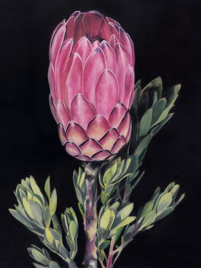 Protea rosa intenso de Viccy Wanliss