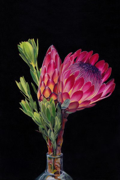 Proteas de un rosa intenso de Viccy Wanliss