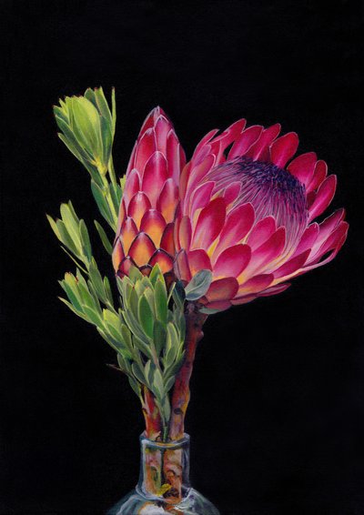 Una flor de protea de colores vivos de Viccy Wanliss
