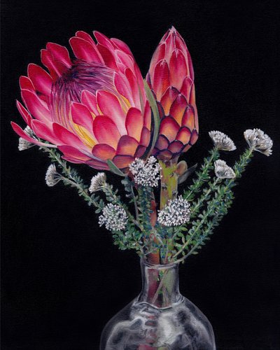 Coloridas flores de protea de Viccy Wanliss
