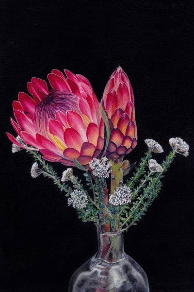 Coloridas flores de protea de Viccy Wanliss