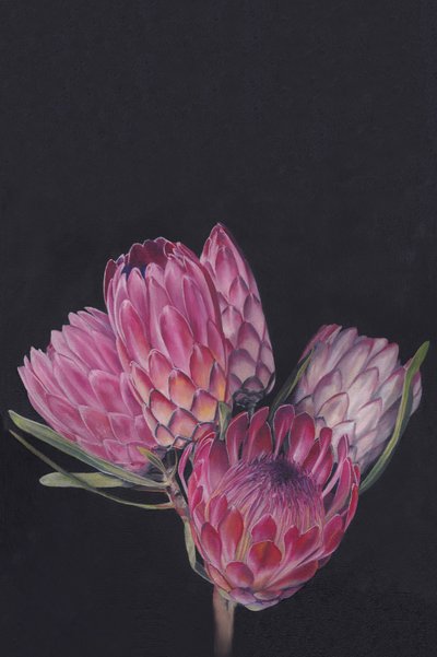 Flores de protea de colores vivos de Viccy Wanliss