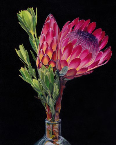 Flores de protea de colores vivos de Viccy Wanliss