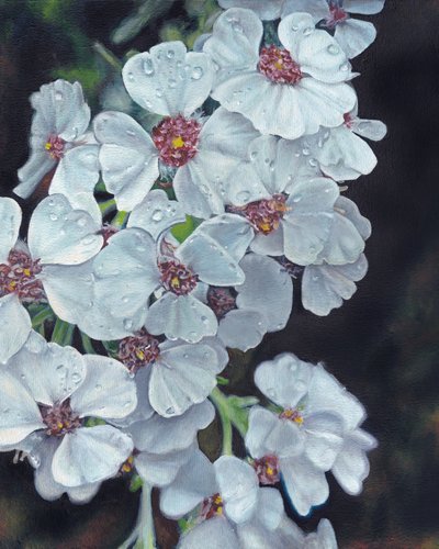 Gotas de rocío en flores blancas de Viccy Wanliss