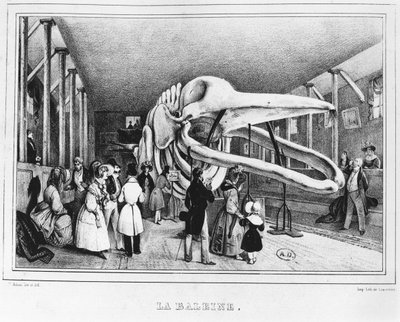 La ballena en el Museo de Historia Natural en París, c.1840 de Victor Adam