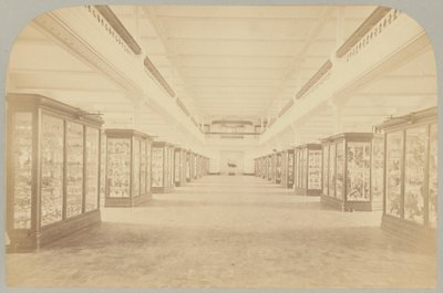 Pl. III. Historia principal: Pájaros de Victor Prevost, Gaston L. Feuardent and Co., New York