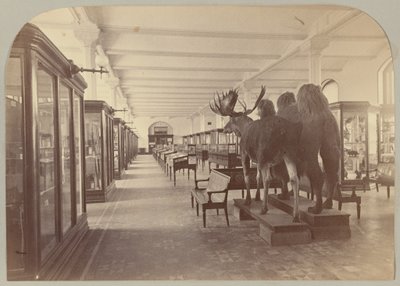 Pl. II. Planta baja: Mamíferos de Victor Prevost, Gaston L. Feuardent and Co., New York