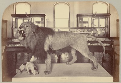 Pl. IX. León africano de Victor Prevost, Gaston L. Feuardent and Co., New York