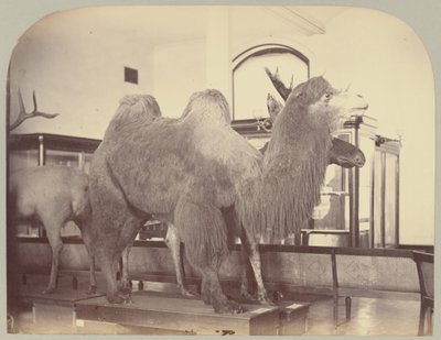 Pl. VIII. Camello y alce de Victor Prevost, Gaston L. Feuardent and Co., New York