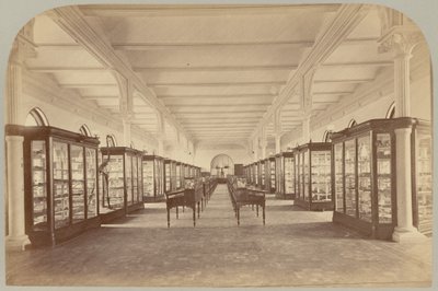 Pl. V. Piso superior: Fósiles de Victor Prevost, Gaston L. Feuardent and Co., New York