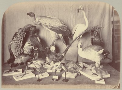 Pl. XIII. Pájaros de Victor Prevost, Gaston L. Feuardent and Co., New York