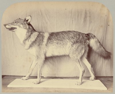 Pl. XII. Lobo Europeo de Victor Prevost, Gaston L. Feuardent and Co., New York