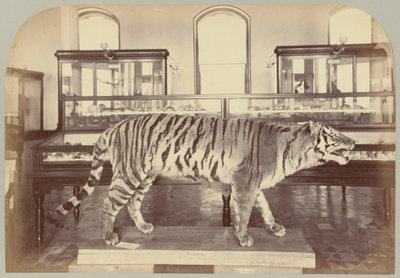 Pl. XI. Tigre de Bengala de Victor Prevost, Gaston L. Feuardent and Co., New York