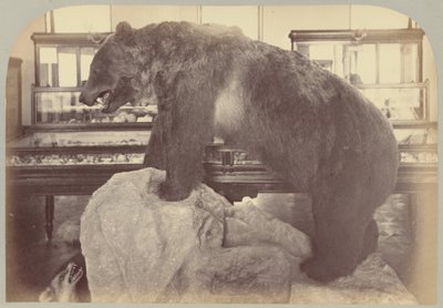 Pl. X. Oso Grizzly de Victor Prevost, Gaston L. Feuardent and Co., New York