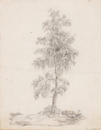 Abedul de Victoria Åberg
