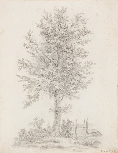 Árbol de hoja ancha de Victoria Åberg