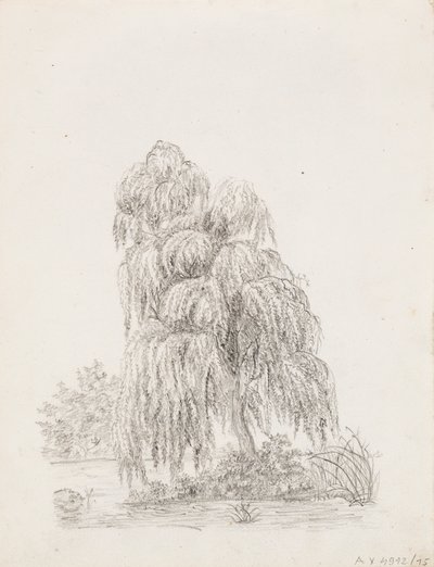Árbol de hoja ancha de Victoria Åberg