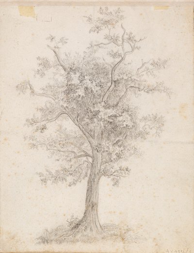 Árbol de hoja ancha de Victoria Åberg