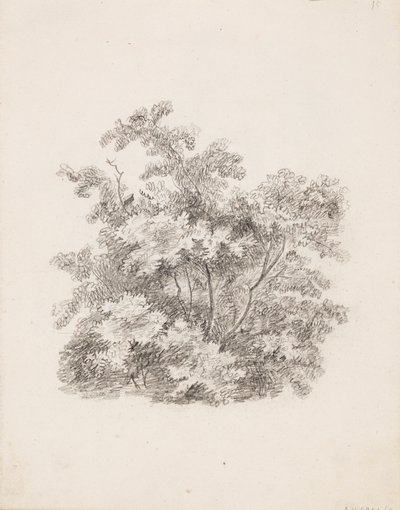 Arbustos de Victoria Åberg