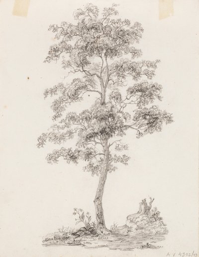 Árbol de Victoria Åberg