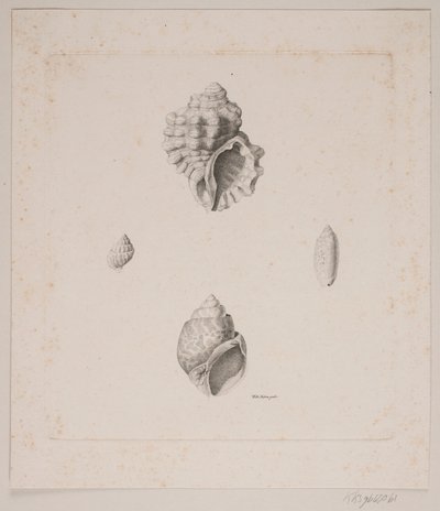 Cuatro conchas de Vilhelm Kyhn