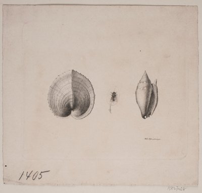 Dos Conchas y una Mosca de Vilhelm Kyhn