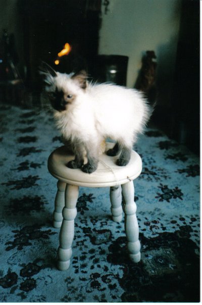 La hermana del gatito de hielo, 2006 de Vincent Alexander Booth
