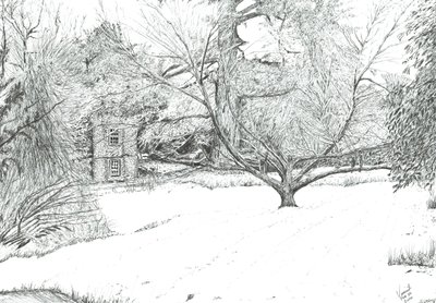 El árbol del pañuelo en los jardines de Monk Coniston, 2024 (tinta sobre papel) de Vincent Alexander Booth