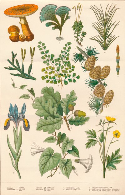 Ilustración botánica, c. 1880s de Vincent Brooks Day and Son