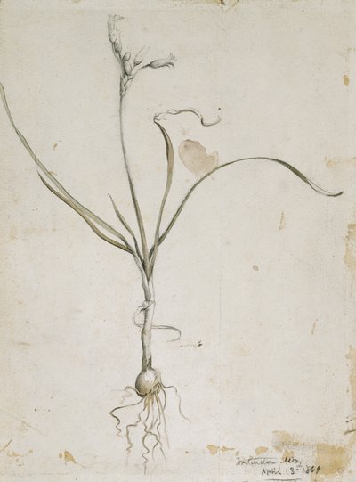 Flor y bulbo, montañas Wichita, 13 de abril de 1869 de Vincent Colyer