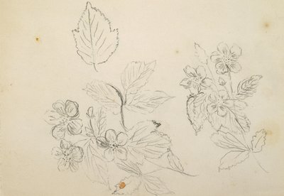 Recto: Estudio de flores, 1869-1871 de Vincent Colyer