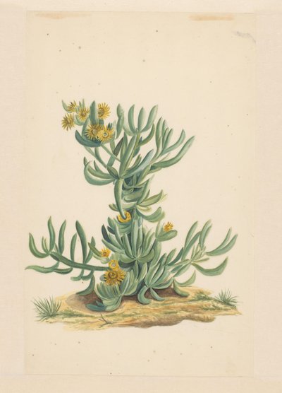 IJskruid (título en el objeto) de Vincent Jansz. van der Vinne (attributed to)