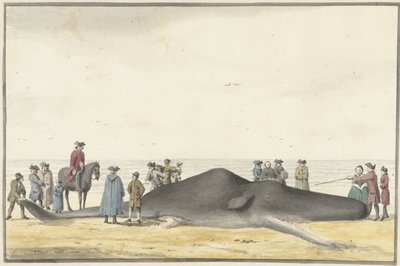 Cachalote varado (cachelot) en la playa entre Zandvoort y Wijk aan Zee, 20 de febrero de 1762, visto desde el frente de Vincent Jansz. van der Vinne