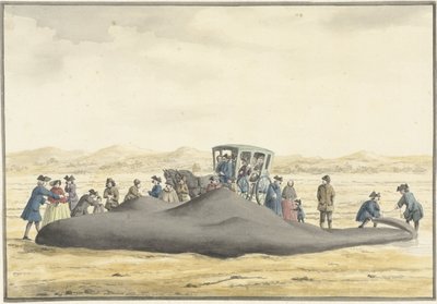 Cachalote varado en la playa entre Zandvoort y Wijk aan Zee, 20 de febrero de 1762, visto desde atrás de Vincent Jansz. van der Vinne