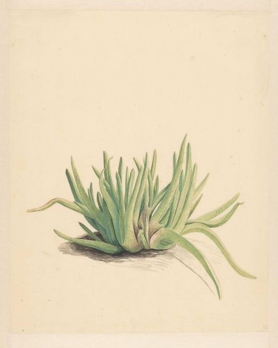 IJskruid (título en el objeto) de Vincent Jansz. van der Vinne
