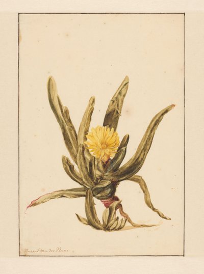 Hierba de hielo con flores amarillas (título en el objeto) de Vincent Jansz. van der Vinne