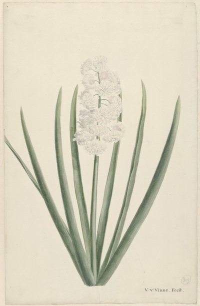 Jacinto blanco de Vincent Jansz. van der Vinne
